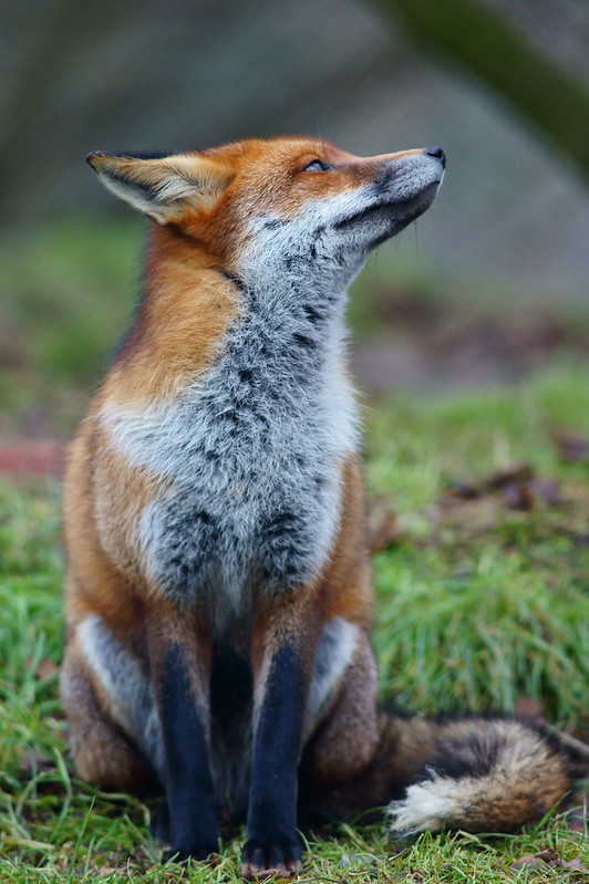 Fox staring up